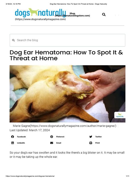 Dog Ear Hematoma: How To Spot It & Threat at Home.